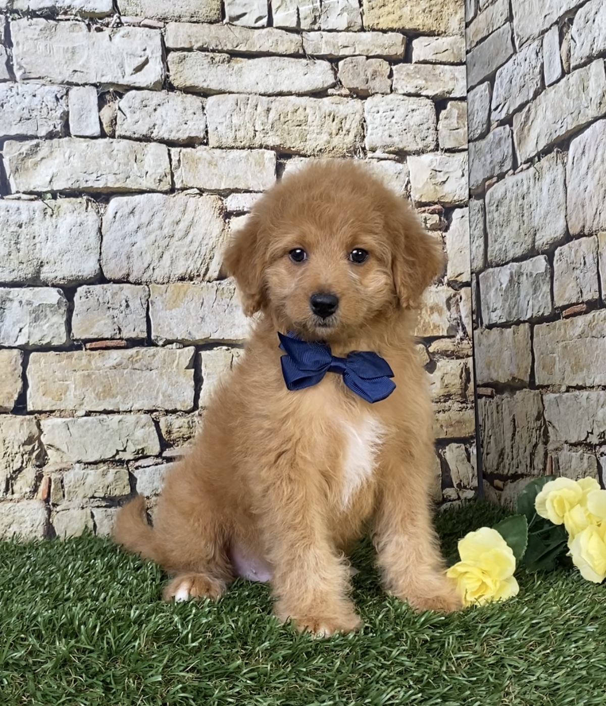 Photo of Mr. Orbit the F1B Micro Mini-Bernedoodle puppy