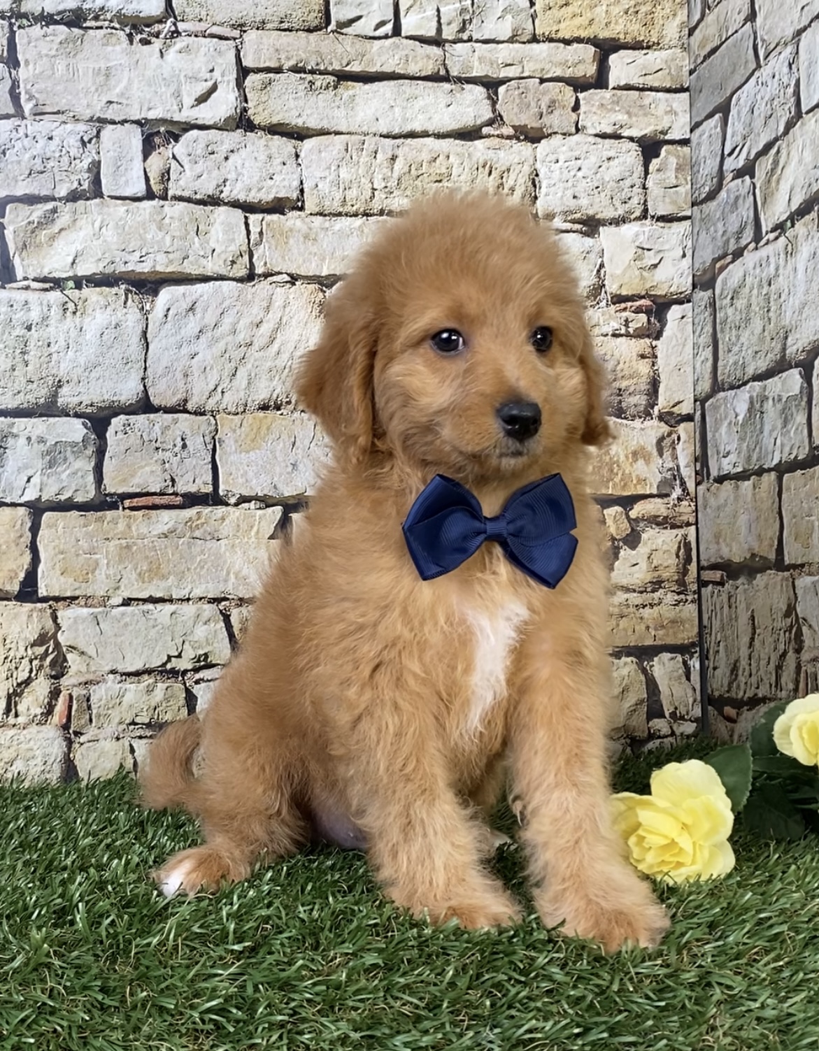 Photo of Mr. Orbit the F1B Micro Mini-Bernedoodle puppy