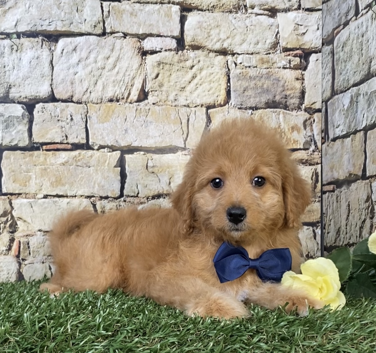 Photo of Mr. Orbit the F1B Micro Mini-Bernedoodle puppy