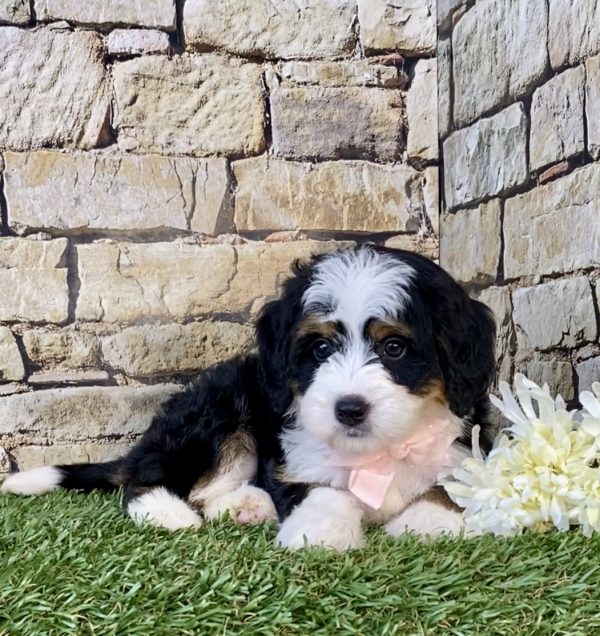 Ms. Candy the Mini-Bernedoodle puppy