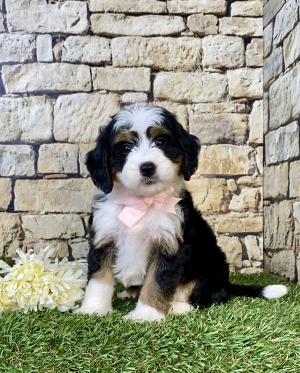 Photo of Ms. Candy the Mini-Bernedoodle puppy