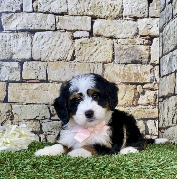 Photo of Ms. Candy the Mini-Bernedoodle puppy