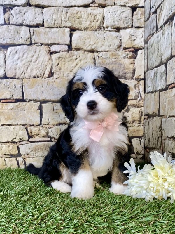 Photo of Ms. Candy the Mini-Bernedoodle puppy