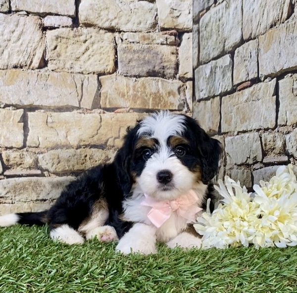 Photo of Ms. Candy the Mini-Bernedoodle puppy