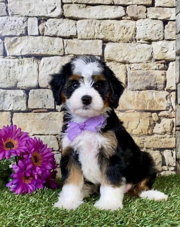 Ms. Chia the Mini-Bernedoodle puppy