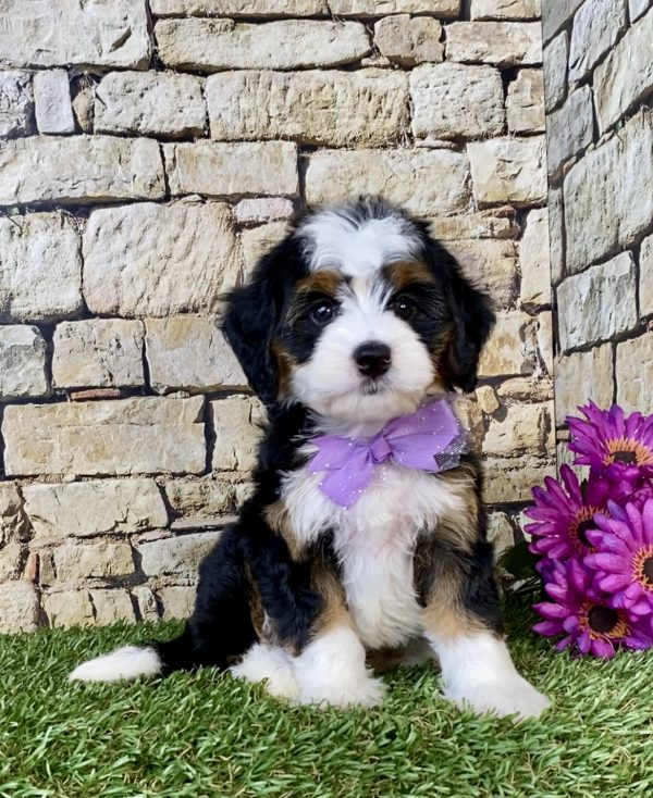 Photo of Ms. Chia the Mini-Bernedoodle puppy