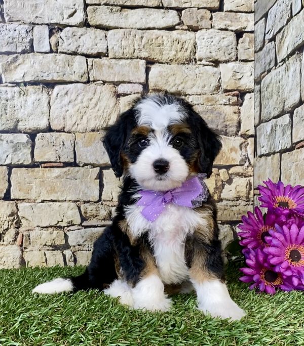 Photo of Ms. Chia the Mini-Bernedoodle puppy