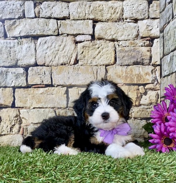 Photo of Ms. Chia the Mini-Bernedoodle puppy