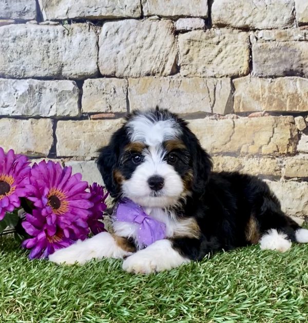Photo of Ms. Chia the Mini-Bernedoodle puppy