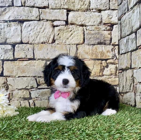 Ms. Chloe the Mini-Bernedoodle puppy