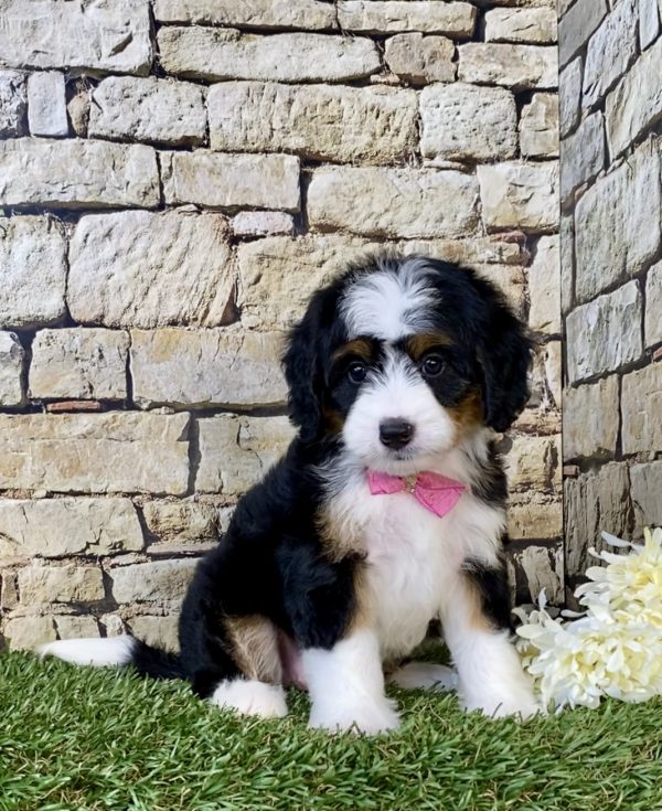 Photo of Ms. Chloe the Mini-Bernedoodle puppy