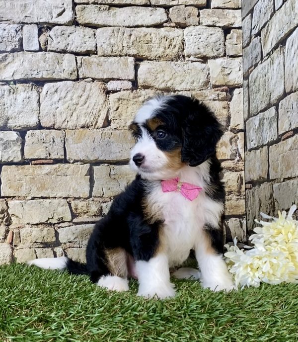 Photo of Ms. Chloe the Mini-Bernedoodle puppy