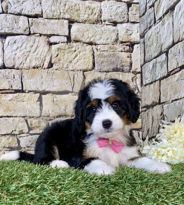 Photo of Ms. Chloe the Mini-Bernedoodle puppy