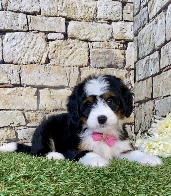 Photo of Ms. Chloe the Mini-Bernedoodle puppy