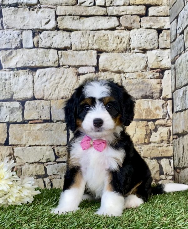 Photo of Ms. Chloe the Mini-Bernedoodle puppy