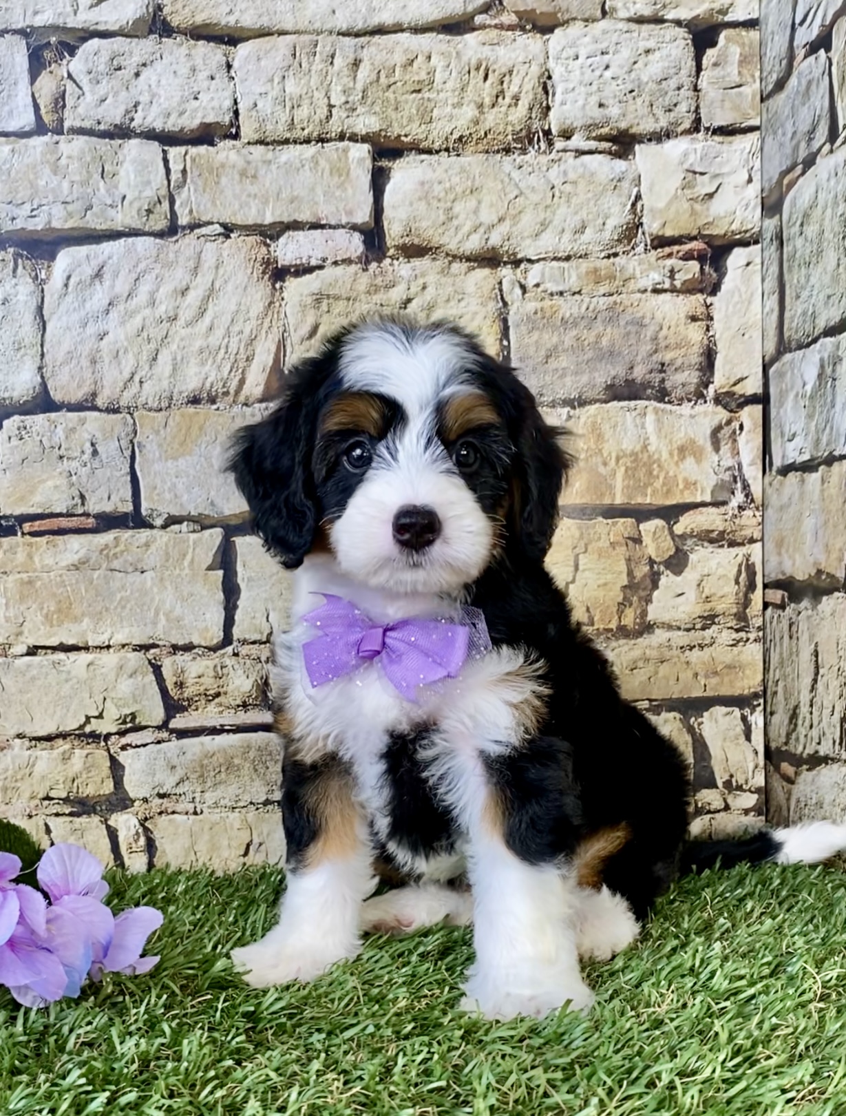 Photo of Ms. Cindy the Mini-Bernedoodle puppy