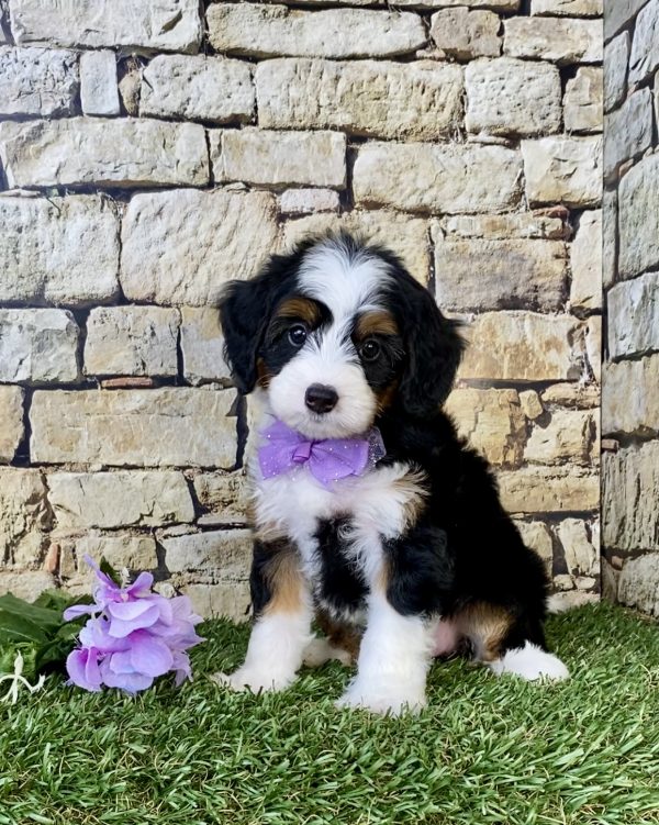Photo of Ms. Cindy the Mini-Bernedoodle puppy