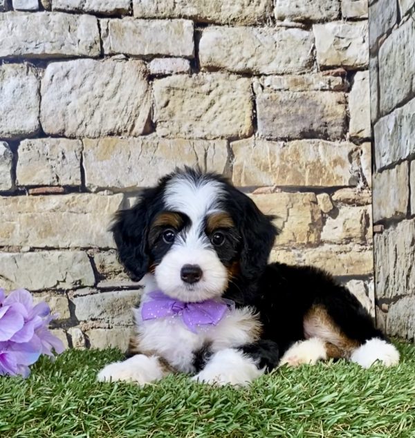 Photo of Ms. Cindy the Mini-Bernedoodle puppy