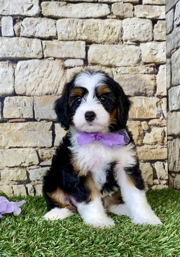 Photo of Ms. Cindy the Mini-Bernedoodle puppy
