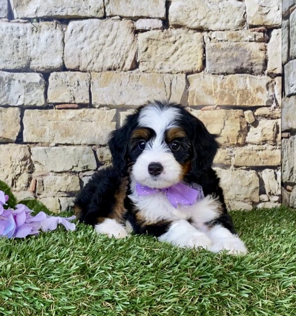 Photo of Ms. Cindy the Mini-Bernedoodle puppy