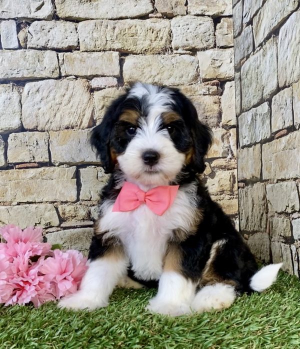 Ms. Cocoa the Mini-Bernedoodle puppy