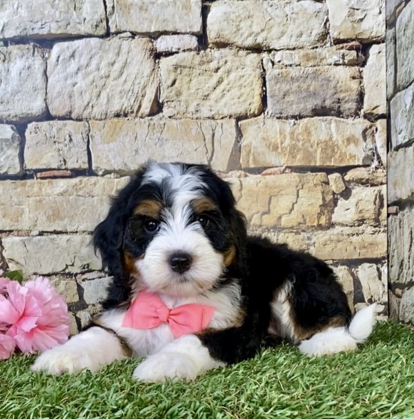 Photo of Ms. Cocoa the Mini-Bernedoodle puppy