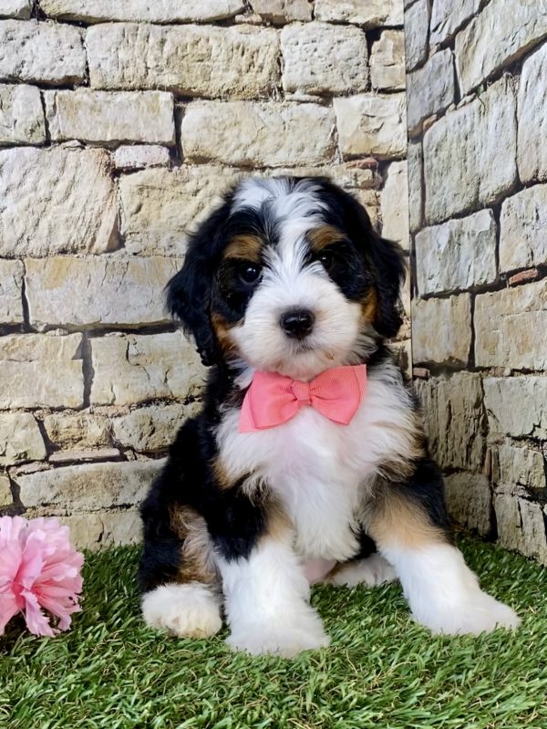 Photo of Ms. Cocoa the Mini-Bernedoodle puppy