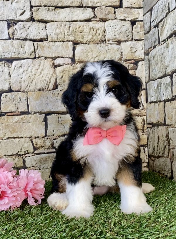 Photo of Ms. Cocoa the Mini-Bernedoodle puppy