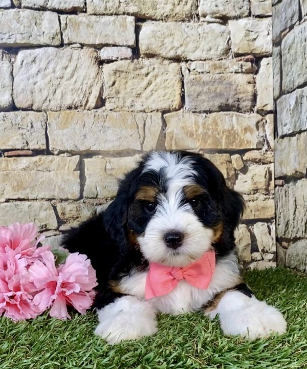 Photo of Ms. Cocoa the Mini-Bernedoodle puppy