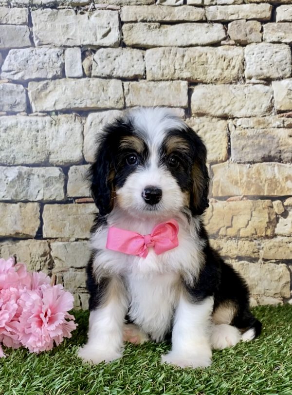 Photo of Ms. Daisy the Mini-Bernedoodle puppy