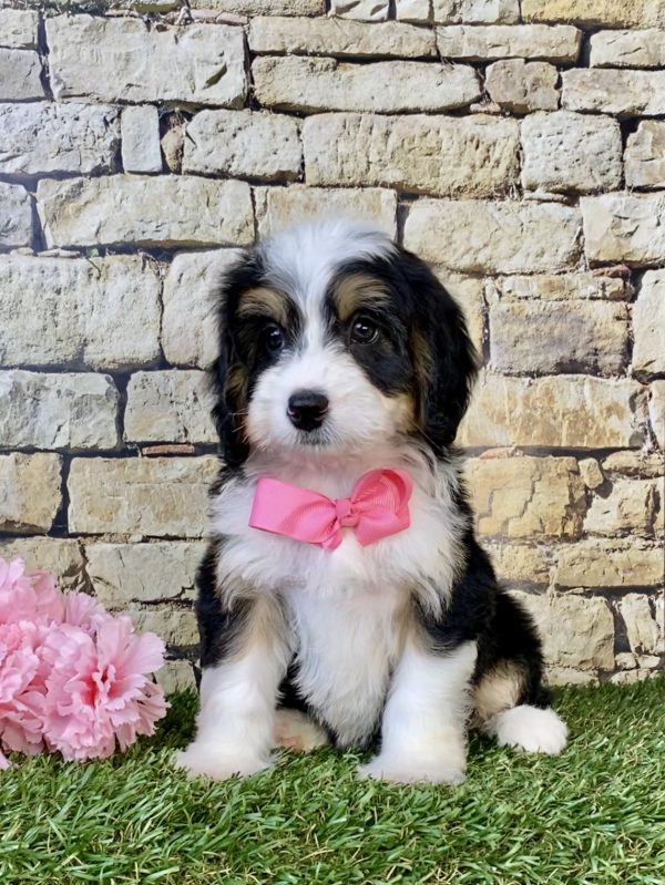 Photo of Ms. Daisy the Mini-Bernedoodle puppy