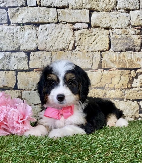 Photo of Ms. Daisy the Mini-Bernedoodle puppy