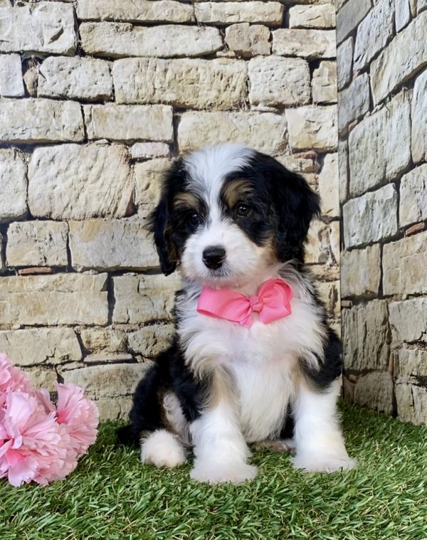 Ms. Daisy the Mini-Bernedoodle puppy