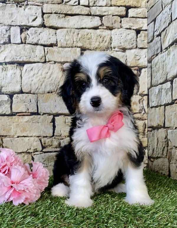 Photo of Ms. Daisy the Mini-Bernedoodle puppy
