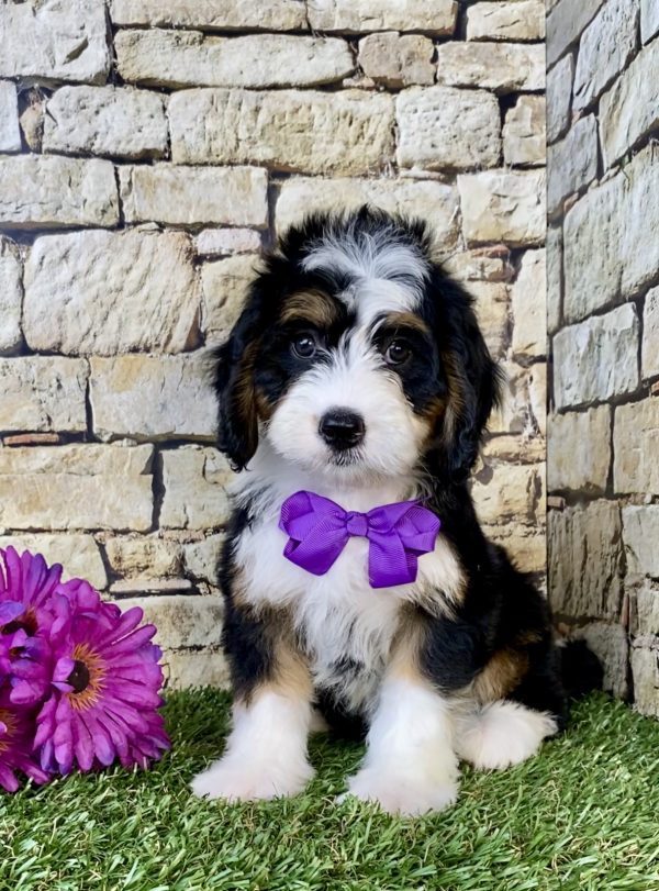 Ms. Dakota the Mini-Bernedoodle puppy