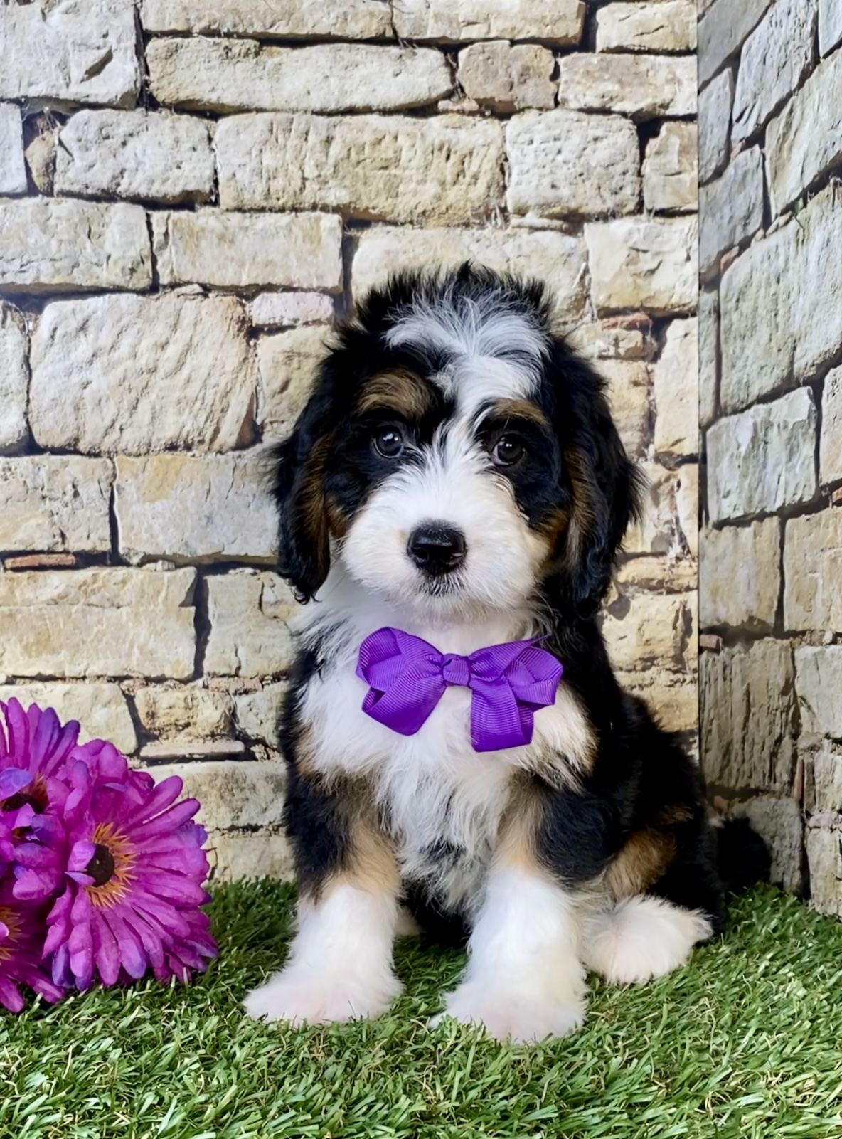 Photo of Ms. Dakota the Mini-Bernedoodle puppy