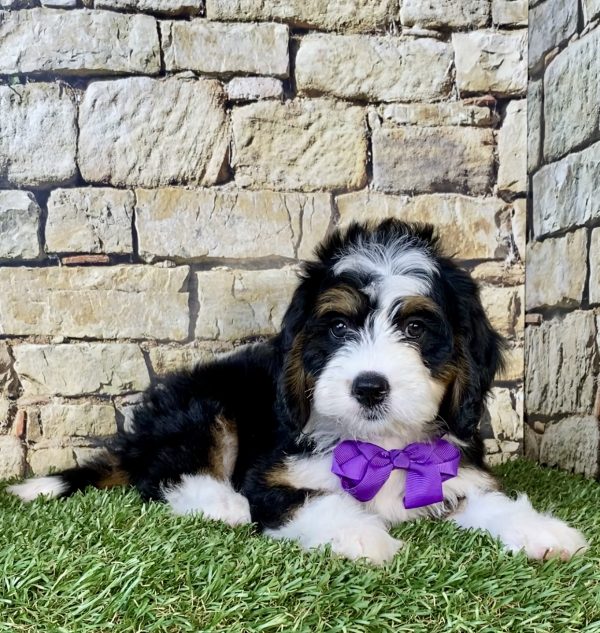 Photo of Ms. Dakota the Mini-Bernedoodle puppy