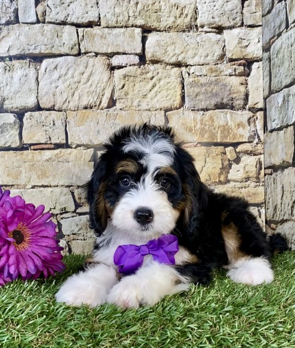 Photo of Ms. Dakota the Mini-Bernedoodle puppy