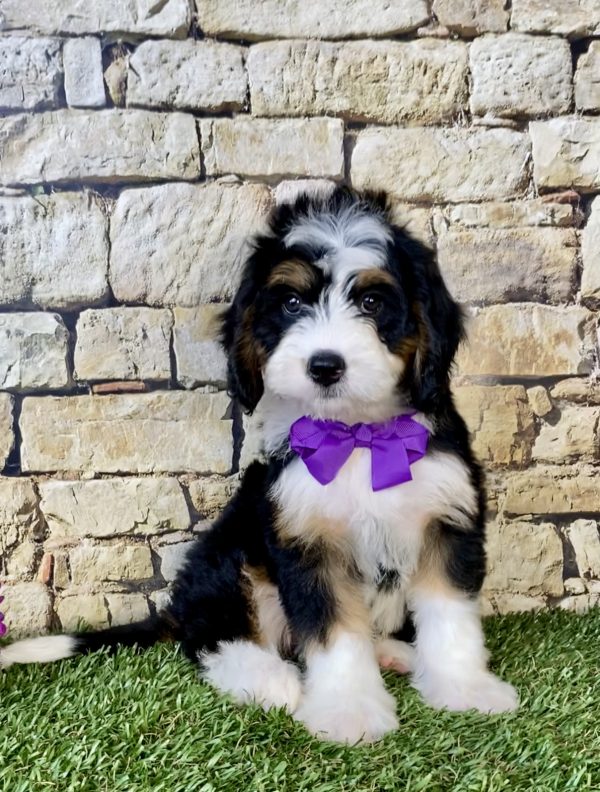 Photo of Ms. Dakota the Mini-Bernedoodle puppy