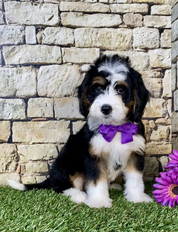 Photo of Ms. Dakota the Mini-Bernedoodle puppy