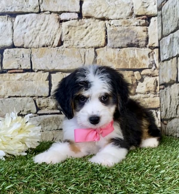 Ms. Ebony the Mini-Bernedoodle puppy