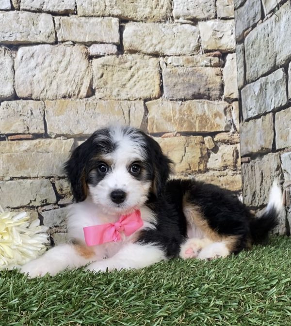 Photo of Ms. Ebony the Mini-Bernedoodle puppy