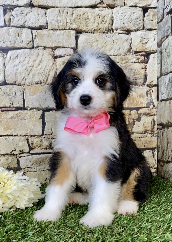 Ms. Ebony the Mini-Bernedoodle puppy