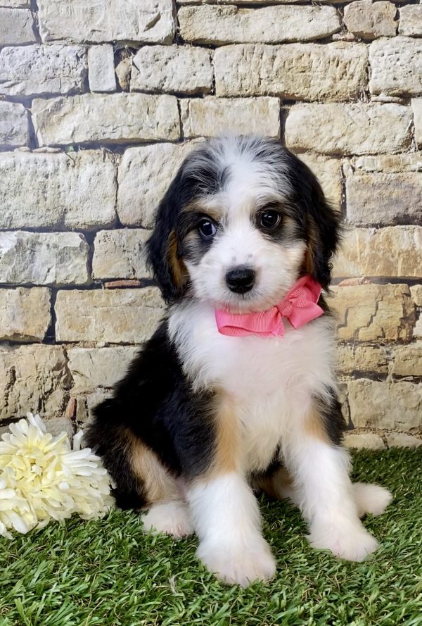 Photo of Ms. Ebony the Mini-Bernedoodle puppy