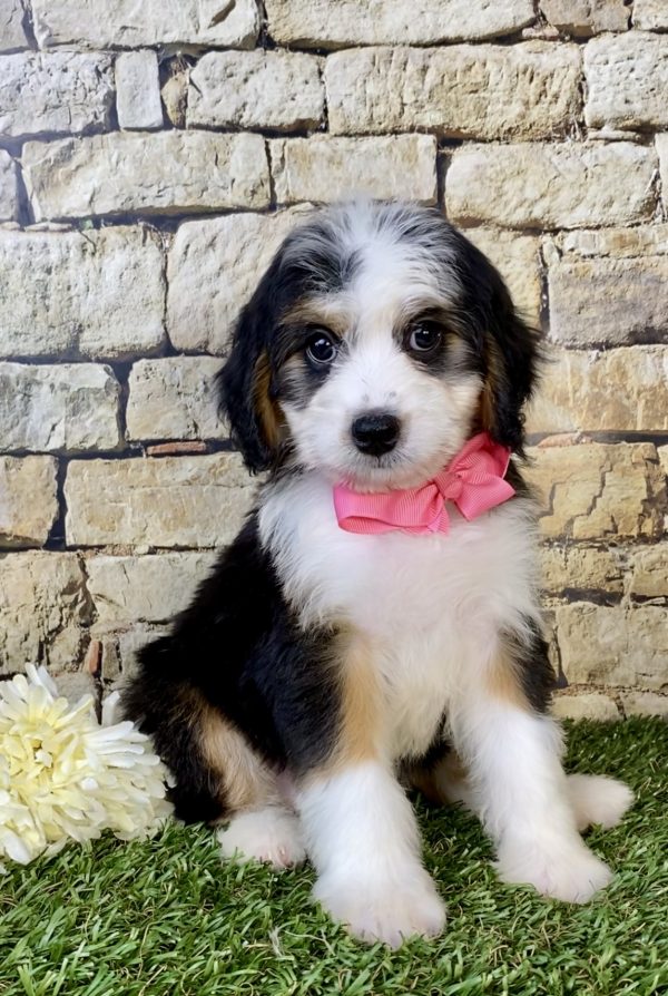 Photo of Ms. Ebony the Mini-Bernedoodle puppy