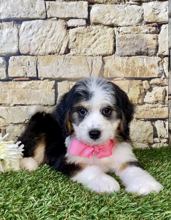 Photo of Ms. Ebony the Mini-Bernedoodle puppy
