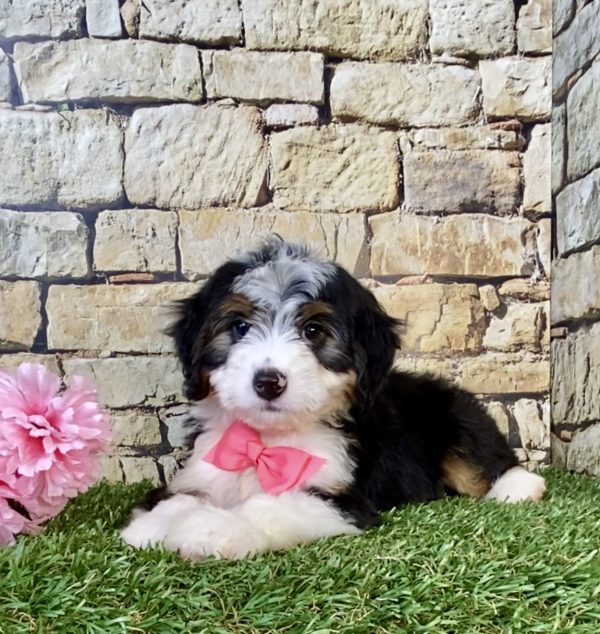 Ms. Ellie the Mini-Bernedoodle puppy
