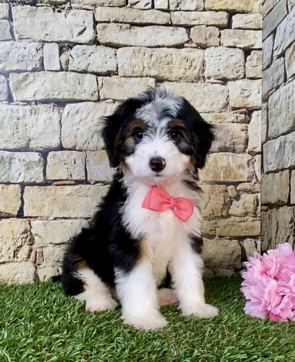 Ms. Ellie the Mini-Bernedoodle puppy