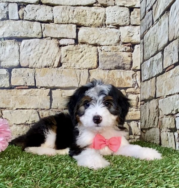 Photo of Ms. Ellie the Mini-Bernedoodle puppy