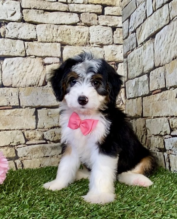 Photo of Ms. Ellie the Mini-Bernedoodle puppy